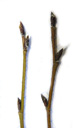 green alder (alnus viridis): twigs with alternate buds. 2009-01-26, Pentax W60. keywords: alpen-erle, betula viridis, aune vert, alno verde